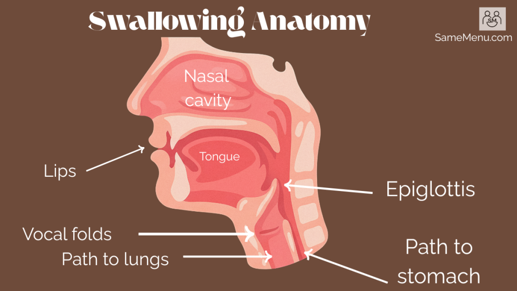 Diagram showing swallowing anatomy including tongue, epiglottis, vocal folds, and paths to the lungs and stomach